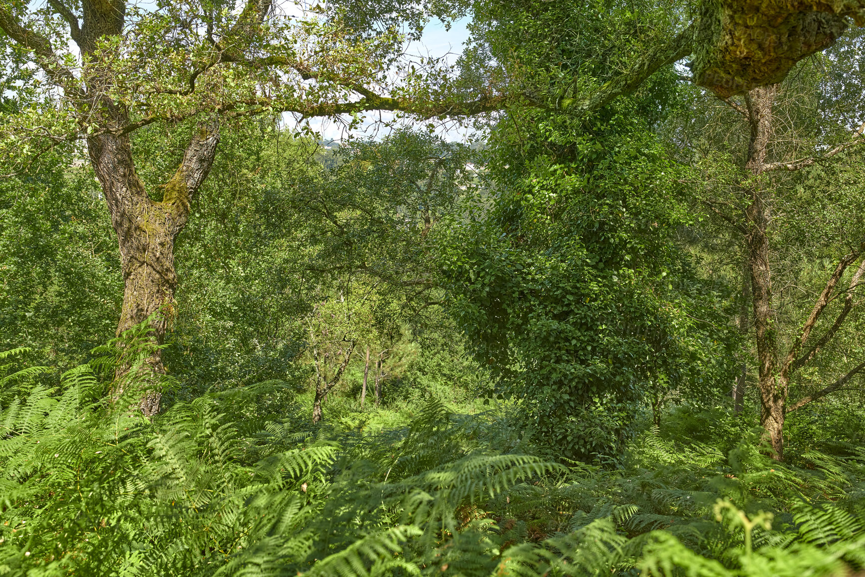 Buy stock photo Trees, woods and fern with leaves in nature, canopy or sustainability with foliage in environment. Ecosystem, plants and branches for eco friendly agroforestry, outdoor or organic timber production