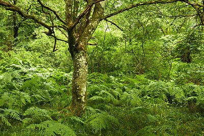 Buy stock photo Botanical, nature or trees in forest with growth, habitat or branch structure in ecology. Botany, grass or plants with trunk development, natural landscape or greenery in outdoor environment.