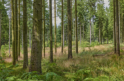 Buy stock photo Nature, trunk and landscape of pine trees in forest for carbon storage, natural habitat or ecology. Grass, woods and bark with foliage in green environment for biodiversity, erosion control or growth