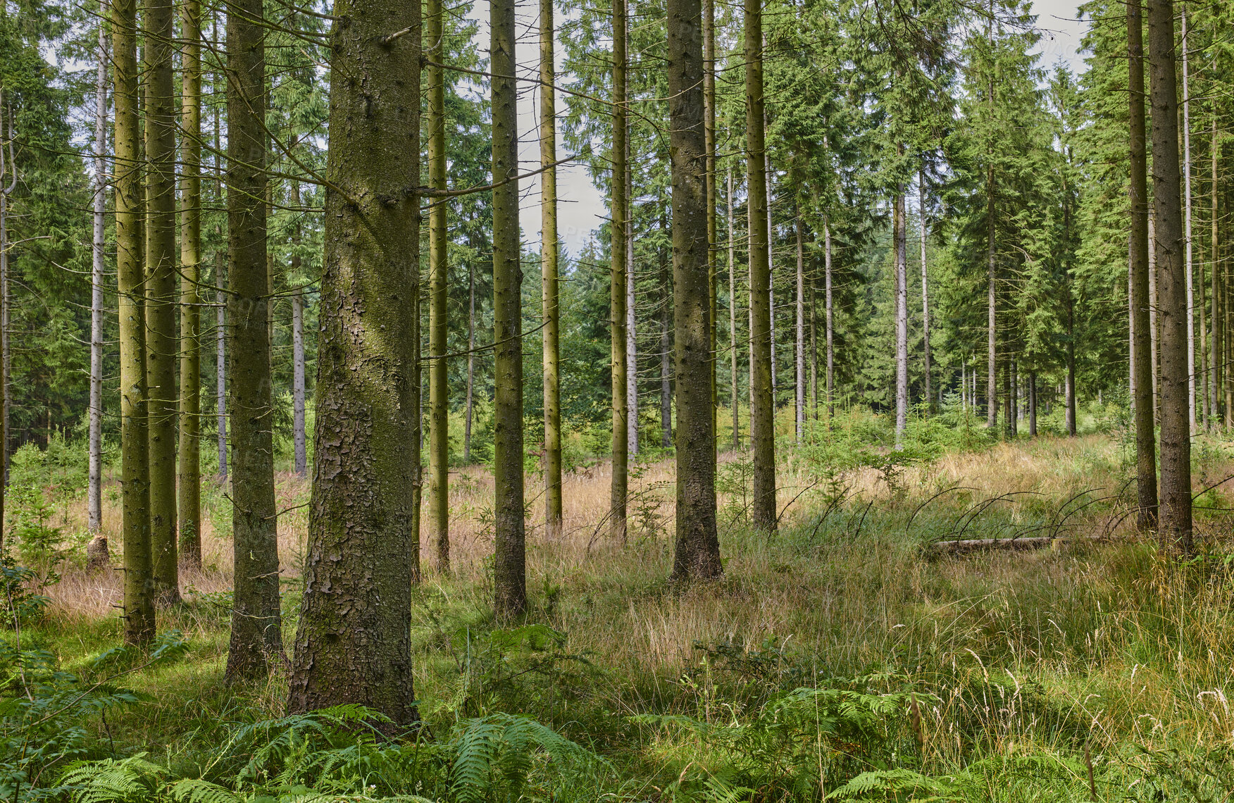 Buy stock photo Nature, trunk and landscape of pine trees in forest for carbon storage, natural habitat or ecology. Grass, woods and bark with foliage in green environment for biodiversity, erosion control or growth