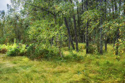 Buy stock photo Botanical, greenery or trees in forest with growth, habitat or branch structure in ecology. Botany, woods or plants with trunk development, natural landscape or conservation in outdoor environment.