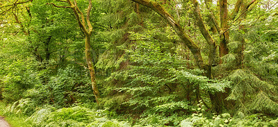 Buy stock photo Botanical, banner or trees in forest with growth, habitat or branch structure in ecology. Botany, grass or plants with trunk development, natural landscape or greenery in outdoor environment.