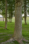 Trees of all types and seasons. A  beautiful world of differences