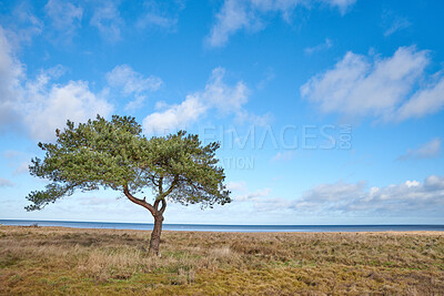 Buy stock photo Landscape, blue sky and tree with ocean in nature for travel, calm morning and countryside. Space, plants and growth in meadow with green foliage, sustainable environment and seashore conservation