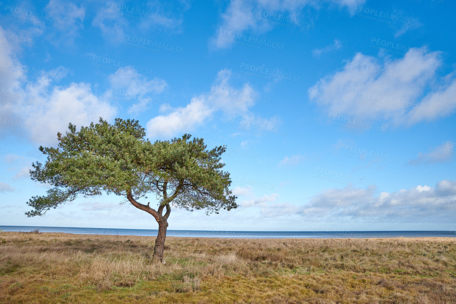 Buy stock photo Landscape, blue sky and tree with ocean in nature for travel, calm morning and countryside. Space, plants and growth in meadow with green foliage, sustainable environment and seashore conservation