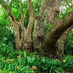 Trees of all types and seasons. A  beautiful world of differences