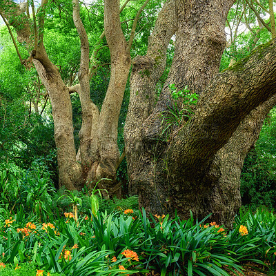 Buy stock photo Landscape, trees and flowers with plants in nature for ecosystem, natural habitat or ecology. Floral, environment and leaves in botanical garden for conservation, biodiversity and vegetation growth