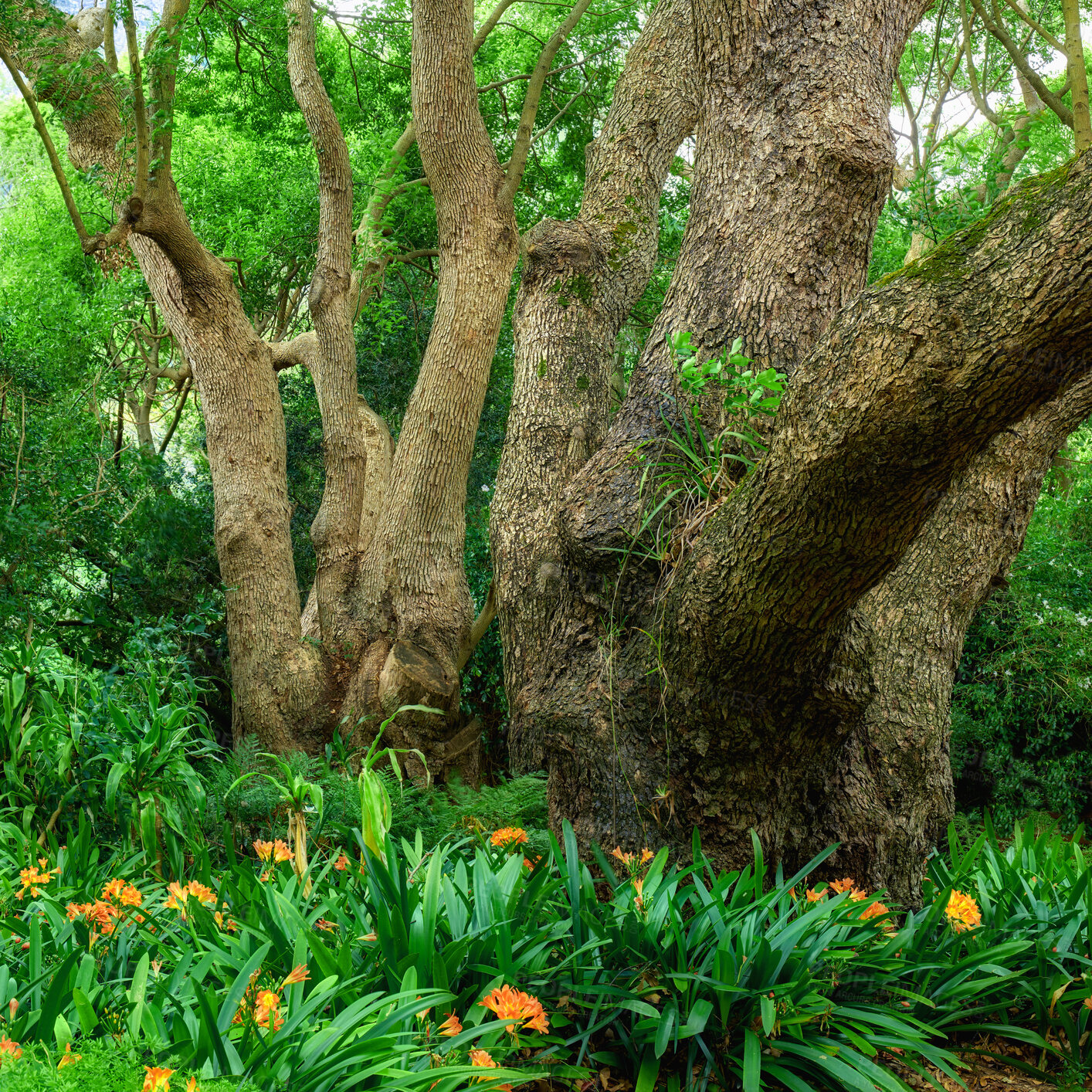 Buy stock photo Landscape, trees and flowers with plants in nature for ecosystem, natural habitat or ecology. Floral, environment and leaves in botanical garden for conservation, biodiversity and vegetation growth