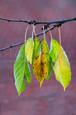Buy stock photo Branch, leaves and growth in nature with yellow color, environment and black spot for fungus disease. Botany, outdoor and foliage destruction with blumeriella jaapii infection, ecology and plants.