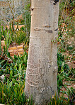 Trees of all types and seasons. A  beautiful world of differences