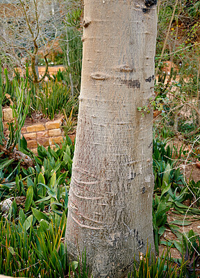 Buy stock photo Tree, natural growth or bark with leaves or foliage in nature of outdoor decor or garden design. Empty, texture or trunk with greenery, ecology or eco friendly environment with grass in backyard