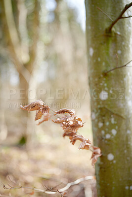Buy stock photo Decay, autumn or leaf in nature with tree bark, habitat or dry foliage in ecology. Botany, fall season or plants with decomposing, natural landscape or woodland conservation in outdoor environment.