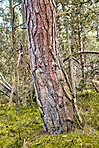 Trees of all types and seasons. A  beautiful world of differences