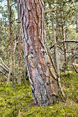 Buy stock photo Tree, forest or moss with texture in nature for seasonal change, moisture or humidity in wilderness. Empty, bark or fungus with natural growth of weathered foliage for outdoor decay, lichens or algae