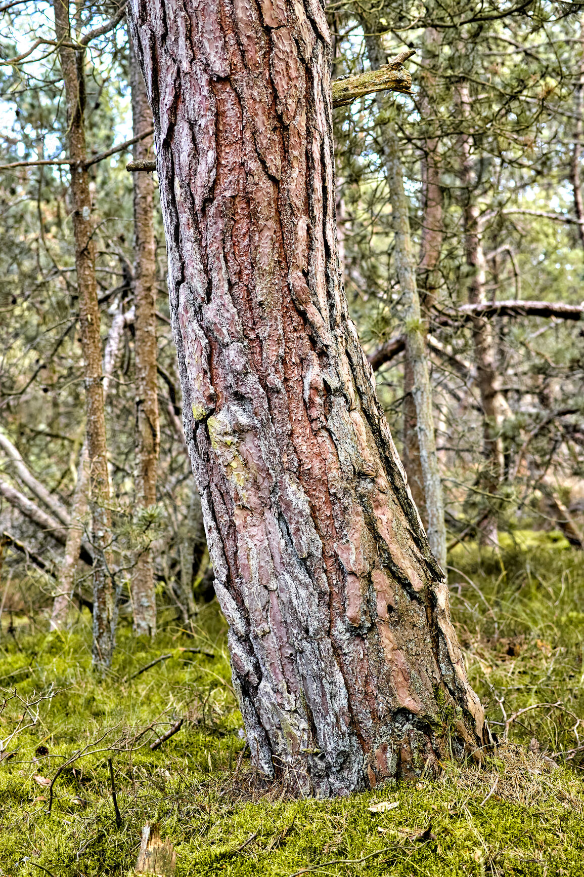 Buy stock photo Tree, forest or moss with texture in nature for seasonal change, moisture or humidity in wilderness. Empty, bark or fungus with natural growth of weathered foliage for outdoor decay, lichens or algae