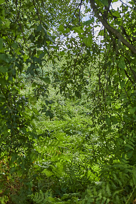 Buy stock photo Trees, woods and growth with leaves in nature, canopy or sustainability with foliage in environment. Ecosystem, indigenous plants and branches with conservation, outdoor and national park in spring