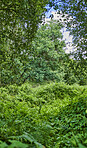 Trees of all types and seasons. A  beautiful world of differences