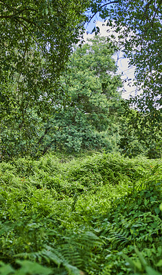 Buy stock photo Plants, forest and foliage of trees in nature for natural habitat, conservation and biodiversity. Ecosystem, woods and lush leaves in environment for sustainability, vegetation growth or eco friendly