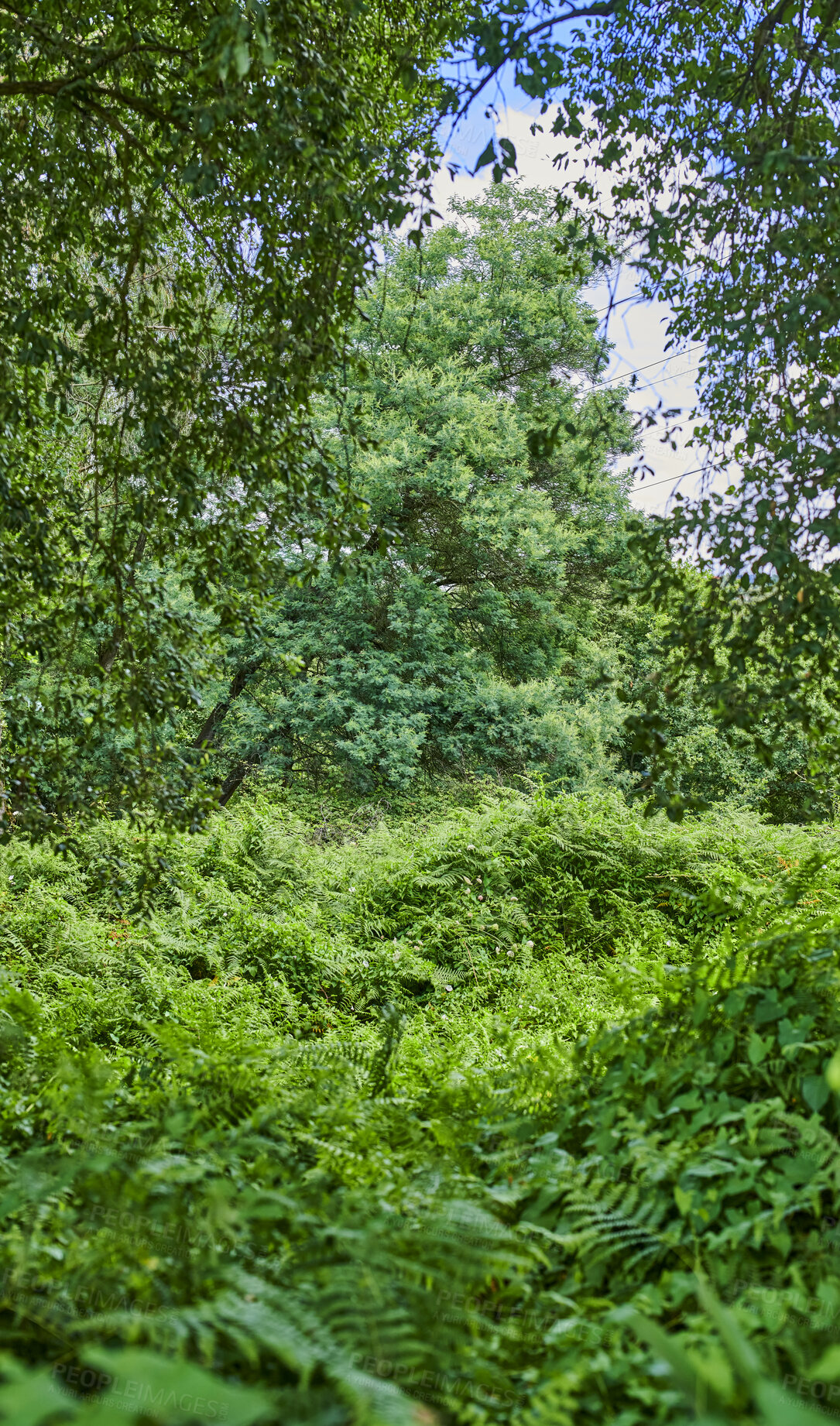 Buy stock photo Plants, forest and foliage of trees in nature for natural habitat, conservation and biodiversity. Ecosystem, woods and lush leaves in environment for sustainability, vegetation growth or eco friendly