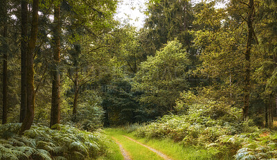 Buy stock photo Countryside, empty or trees in nature with walkway, deserted area or pathway with woodland scenery. Wilderness, vacant or trail with greenery, natural landscape or footpath in outdoor environment.