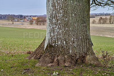 Buy stock photo Landscape, agroforestry and tree with trunk on grass in nature, sky and sustainability in countryside. Texture, bark and leaves with organic growth, eco friendly lumber and natural timber production