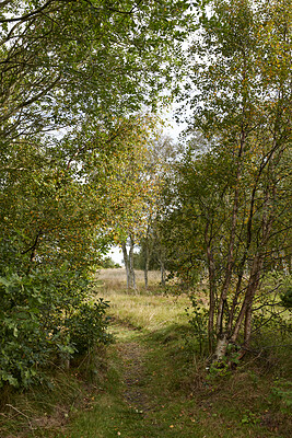 Buy stock photo Outdoor, sustainable and view of trees in countryside, color change and shed in natural environment. Forest, fresh air and texture of plants in nature, autumn season and peaceful scenery at park