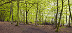 Trees of all types and seasons. A  beautiful world of differences