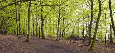 Buy stock photo Landscape, woods and trees with leaves in nature, soil or sustainability with branches in environment. Ecosystem, plants and growth for eco friendly agroforestry, banner and organic timber production