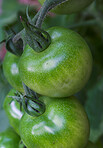 Tomato, produce and vine outdoor with green color, antioxidants and vitamin C for healthy nutrition. Natural, food and unripe vegetables with growth, fiber and digestion benefits for vegetarian diet.