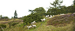 Sheep, flock and walk on field in nature for grazing, pasture and outdoor with banner for agriculture. Free range animal, landscape and herd on hill, grass or farm for meat, wool and sustainability