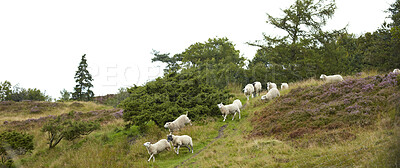 Buy stock photo Sheep, flock and walk on field in nature for grazing, pasture and outdoor with banner for agriculture. Free range animal, landscape and herd on hill, grass or farm for meat, wool and sustainability