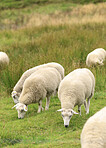 Sheep, flock or eating on grass field in nature for natural growth, food or resources. Pack, animals or livestock with greenery in habitat or countryside for agriculture or farmland production