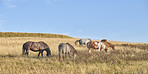 Wildlife, herd and horses eating in field for digestion, ecosystem health or sustainability. Hungry, feral animals or feeding on shrubs in grass terrain for conservation grazing, nutrition and space