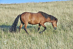 Eating, nature and horse by grass in field for agriculture, sustainability or natural environment. Animal, ecology and foal grazing outdoor by lawn on eco friendly farm, ranch or countryside.