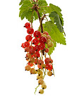 Tree, redcurrant and agriculture with growth for sustainability, organic and white background. Healthy, hanging fruit or berries with leaves, farming and health with agro development or green vine