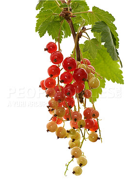 Buy stock photo Tree, redcurrant and agriculture with growth for sustainability, organic and white background. Healthy, hanging fruit or berries with leaves, farming and health with agro development or green vine