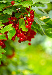 Tree, redcurrant and agriculture closeup with growth for sustainability, organic and outdoor. Healthy, fruit or berries farming, agro development and produce for harvest in nature with space