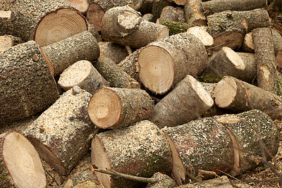 Buy stock photo Wood, pile and lumber in nature for forestry, sustainable business or ecology for logging awareness. Timber, logs or firewood for deforestation, habitat destruction or forest industry with hardwood