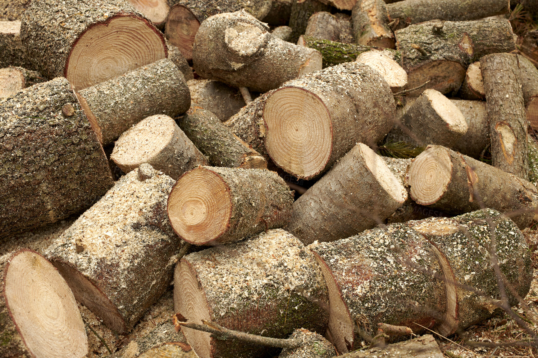 Buy stock photo Wood, pile and lumber in nature for forestry, sustainable business or ecology for logging awareness. Timber, logs or firewood for deforestation, habitat destruction or forest industry with hardwood