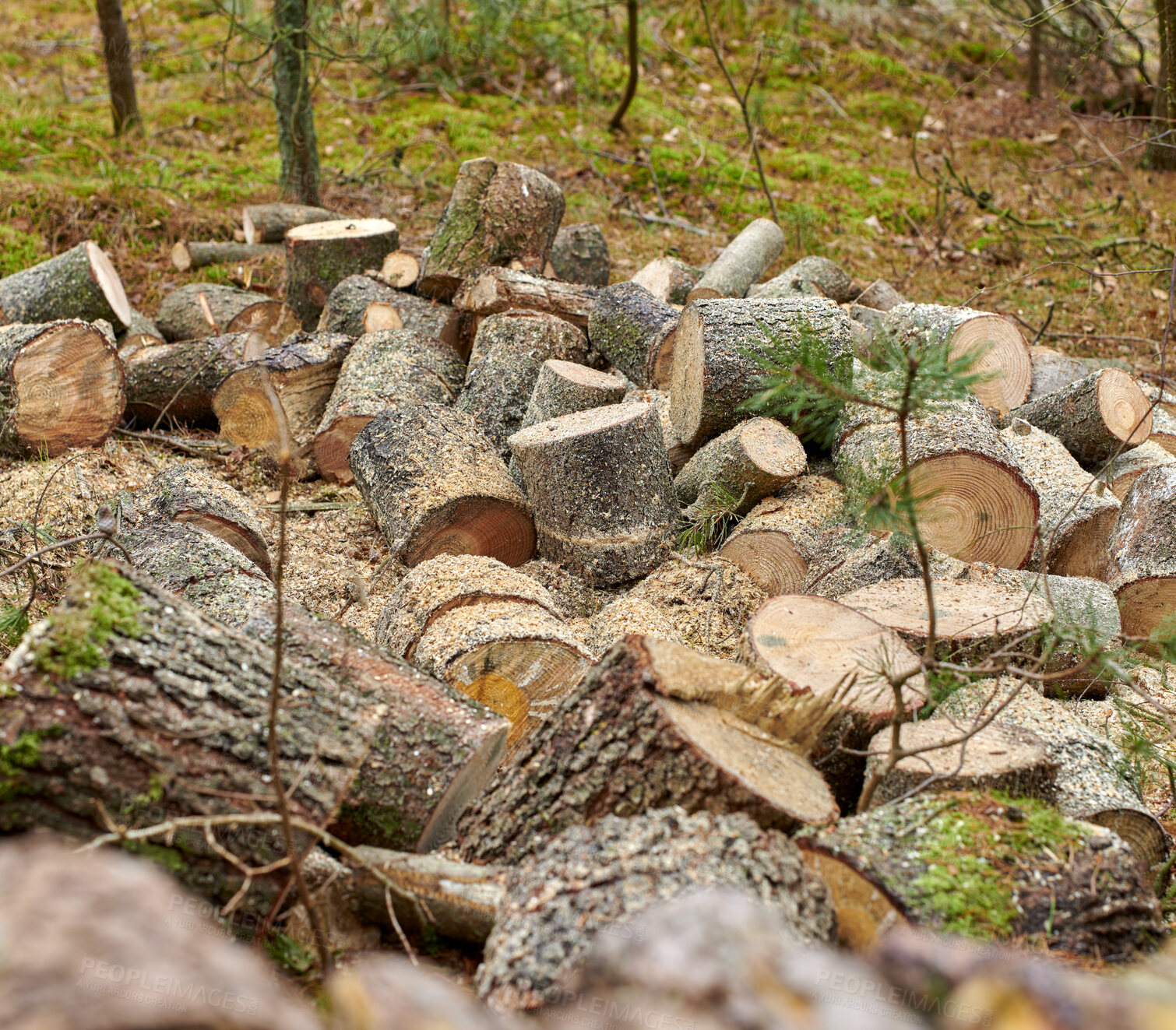 Buy stock photo Wood, pile and timber outdoor for forestry, sustainable business or ecology for logging awareness. Lumber, logs or firewood for deforestation, habitat destruction or forest industry with hardwood