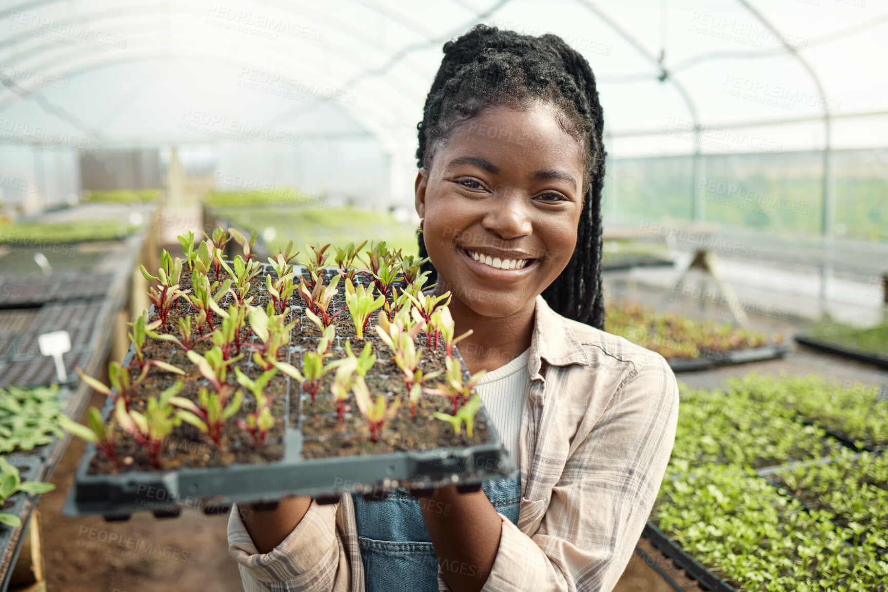 Buy stock photo Sustainable, happy and portrait of black woman with plants in greenhouse for agriculture growth. Smile, organic and African female person with tray of leaves for horticulture cultivation in nursery.