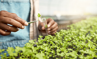 Buy stock photo Hands, person and test tube with plant sample, testing crops and agricultural science. Scientist, agronomy and farming for quality control, botanical research and cultivation experiment in greenhouse