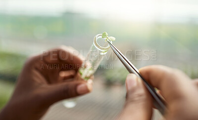 Buy stock photo Hands, scientist and test tube greenhouse with plant sample, testing crops and agricultural science. Person, agronomy and farming for quality assurance, botanical research and cultivation experiment