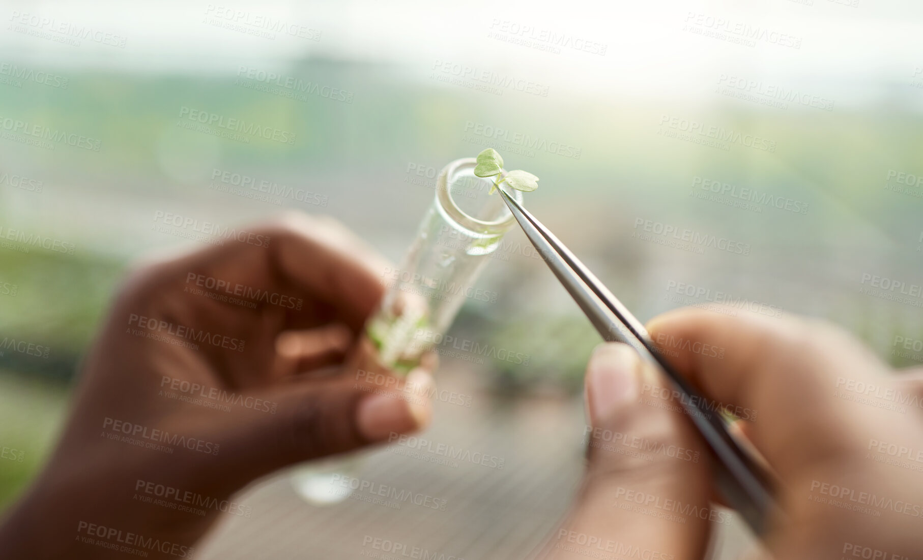 Buy stock photo Hands, scientist and test tube greenhouse with plant sample, testing crops and agricultural science. Person, agronomy and farming for quality assurance, botanical research and cultivation experiment