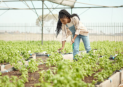 Buy stock photo Watering, farmer and black woman in greenhouse for maintenance, growth and soil. Happy, person or plants with hose for agriculture, sustainable business and irrigation for eco friendly job outdoor