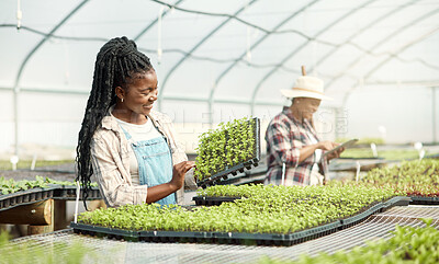 Buy stock photo Agriculture, tray and woman with plants in greenhouse for sustainable, growth or agro business. Eco friendly, organic and female person with sprouting leaves for horticulture cultivation in nursery.