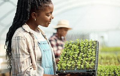 Buy stock photo Sustainable, tray and woman with plants in greenhouse for agriculture, growth or agro business. Eco friendly, organic and female person with sprouting leaves for horticulture cultivation in nursery.
