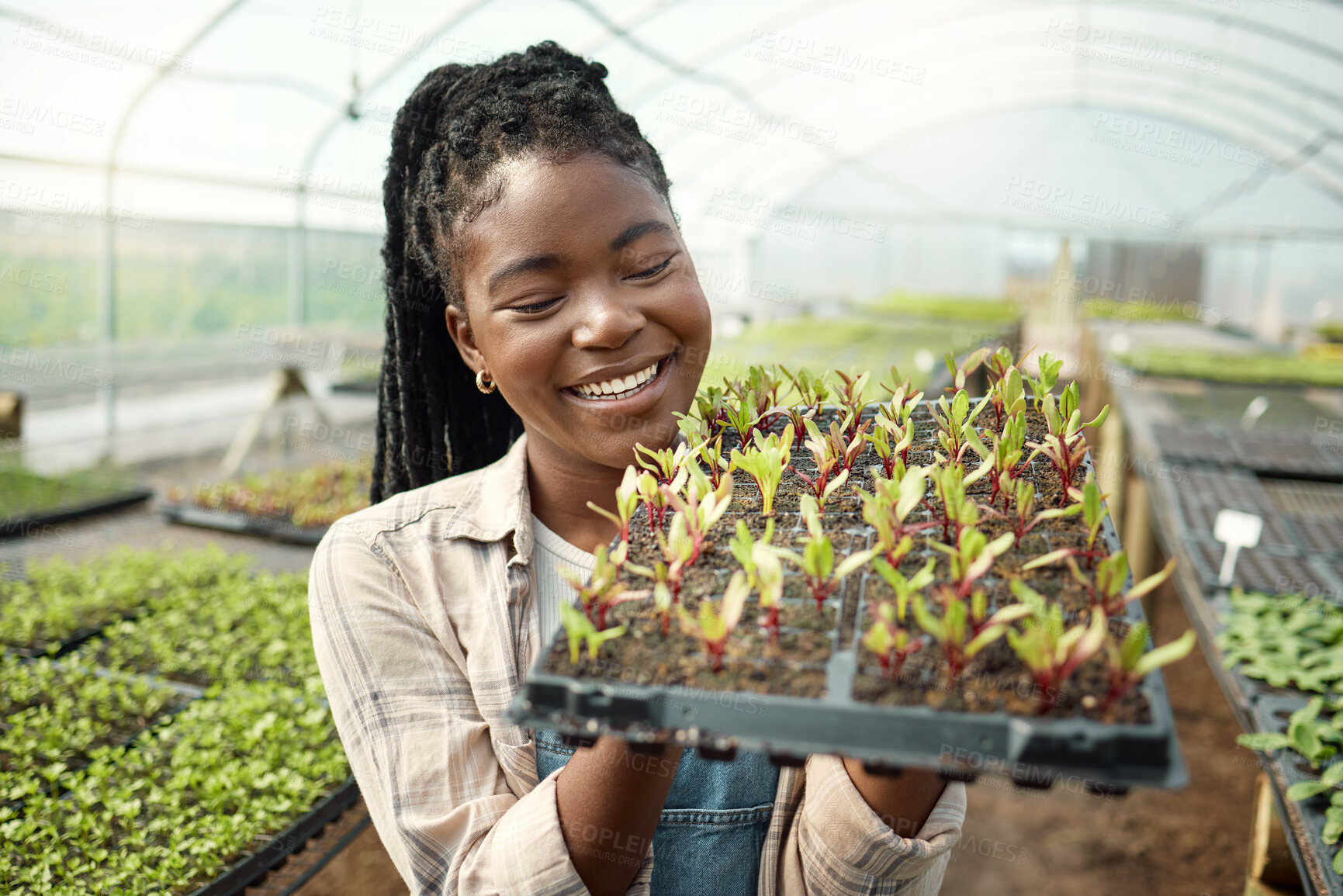 Buy stock photo Sustainable, tray and black woman with leaves in greenhouse for agriculture growth. Eco friendly, organic and African female person with sprout plants for horticulture cultivation in nursery.