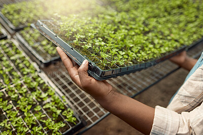 Buy stock photo Sustainable, tray and hands of woman with plants in greenhouse for agriculture, growth or agro business. Eco friendly, organic and female person with sprouting leaves for horticulture cultivation.