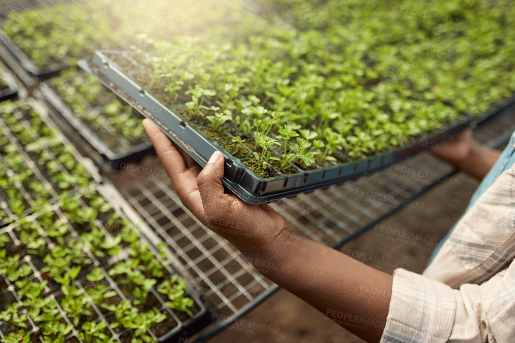 Buy stock photo Sustainable, tray and hands of woman with plants in greenhouse for agriculture, growth or agro business. Eco friendly, organic and female person with sprouting leaves for horticulture cultivation.